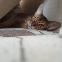 30 причин обменять жену на кошку