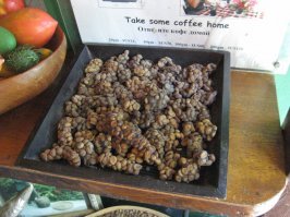 Самый дорогой кофе в мире. Кофе Лувак