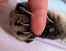 15+ страшных когтей, от которых вам станет не по себе