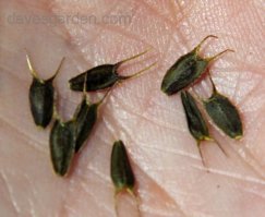 У нас семена череды нисколько не хуже..