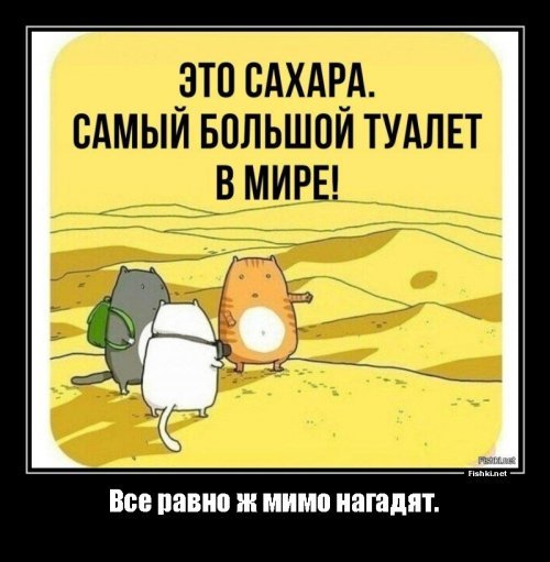 Барханный кот: Самый мелкий вид кошек