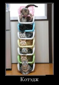 30 причин обменять жену на кошку