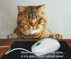 40 провинившихся котов, достойных общественного порицания