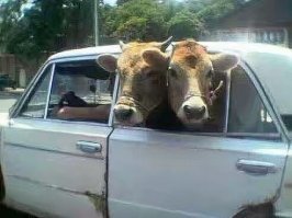 А это те самые телочки...