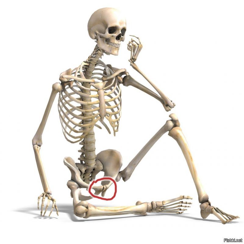 Одним из самых опасных переломов считается перелом костей таза, в частности лонной (лобковой), которая представляет собой парную кость. 
Сами кости соединены посередине симфизиальными поверхностями, тем самым образуя лонное сочленение. 
При этом симфиз примерно до 16-18 лет представляет собой хрящ и только после совершеннолетия костенеет. 
Перелом лонной кости очень опасен, так как сопровождается травматическим шоком и большой кровопотерей.
Помимо этого, на фоне травмы может сформироваться забрюшинная гематома либо произойти повреждение влагалища, прямой кишки или мочевого пузыря. 
По статистическим данным, около 75 % всех дорожно-транспортных происшествий заканчиваются переломом костей таза, включая лобковую кость.