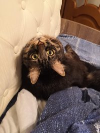 Котики-наше всё!