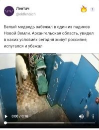 Полчища белых медведей вторглись на Новую Землю