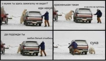 Полчища белых медведей вторглись на Новую Землю