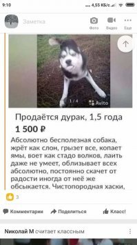 Смешные фотографии доказывающие, что хаски самые странные собаки из всех