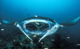 Вот "морской дьявол" и его пасть. 
А то белая акула.