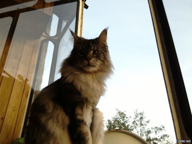 я всех животных люблю, я не делю людей на собачатников и кошатников, просто в условиях мегаполиса кота содержать в квартире проще, а карманную собаку я не хочу, я хочу большую собаку, которую в квартире сложно держать!
Кошак мой в молодости очень сильно болел, вложил в него душу и кучу денег, когда другие опускали руки, как итог - отличный кот, любящий хозяев и хорошо воспитанный.
да и по характеру Мейн-куны чем-то на собак похожи :)