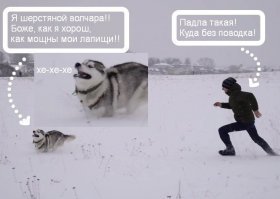 Смешные фотографии доказывающие, что хаски самые странные собаки из всех