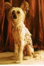 Сам ты <span style='color:gray'>[мат]</span>.
Вот Натаниэль (элька) 
- Юный Чемпион России
- Чемпион России
Ушла в мир иной  на моих руках - рак (((