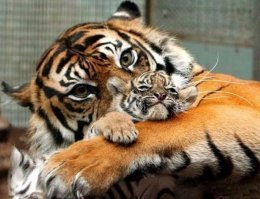 15+ страшных когтей, от которых вам станет не по себе