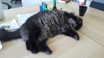 У нас в офисе кошка разожралась и охренела так,что позволяет её только кормить,и несколько секунд погладить  )))))))))))))))