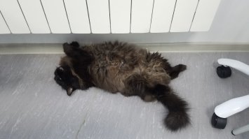 У нас в офисе кошка разожралась и охренела так,что позволяет её только кормить,и несколько секунд погладить  )))))))))))))))