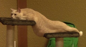 Шикарно выгибаются, прямо секта Юлии Гюнтель. Но коты всё равно круче, коты - это жидкость. :)