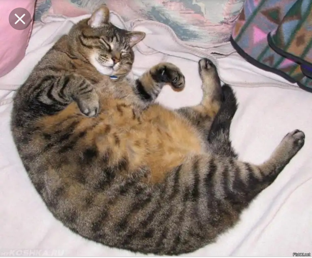 Полная киса. Толстый кот. Толстый полосатый кот.