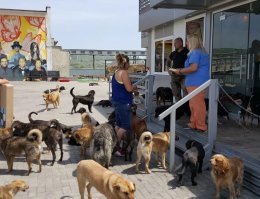 Редко встречается грамотный подход к спасению бездомных животных, к сожалению. В Болгарии есть Медицинский центр помощи животным Lucky Hunt Projects, возглавляет его молодая успешная женщина - жена, мама, модель. Сегодня в этом приюте порядка 500 бездомных собак, штук 200 осликов и сотня кошек, наверное. 

Миссия центра - не собрать всех бездомных, чтобы кормить, а донести до людей, что животных нужно стерилизовать, чтобы не плодить популяцию бездомных. Но при этом они подбирают больных бездомных собак, делают им прививки, операции и оставляют доживать в центре. Когда мы общались со Светланой Хант (хозяйкой), она совершенно правильно сказала: "Бегать по улицам и собирать бездомных собак и кошек - много ума не надо. Хочется сделать так, чтобы популяция бездомных не росла". 

Сегодня они организовали ещё один проект - общение детей-аутистов с животными. Купили кусок земли, построили здание, перевезли туда часть животных и все желающие больные детки могут пообщаться с животными. 

В центре работают врачи и сотрудники на зарплате. Ведётся переписка с желающими забрать бездомных псин за границу - есть успешные пример. 

В общем, сделано с головой и с душой. Жаль, что это исключение, а не правило.