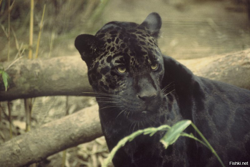 Очень редкого черного леопарда впервые за 100 лет сфотографировали в Африке