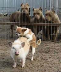 Любовь зла...