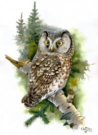 Вот рисунок сына маминой подруги )