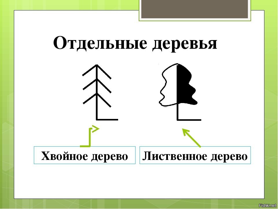 Условные обозначения деревьев на плане местности