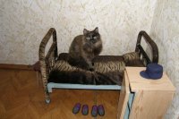 Коты на службе