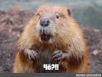 Ржака от народа