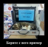 Коты на службе