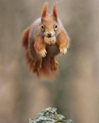 Забавные и симпатичные животные