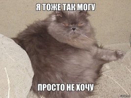 Бульдог мастерски преодолевает полосу препятствий на выставке собак