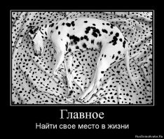 Невозможно не влюбиться: очаровательный далматинец, у которого на носу сердечко