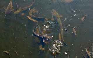 пусть в Припять едет, там руками можно ловить
