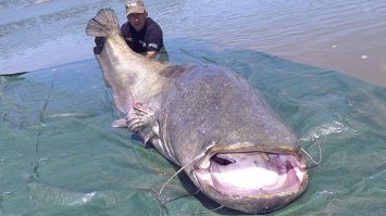 пусть в Припять едет, там руками можно ловить