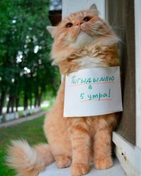 Прикольные и смешные картинки