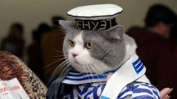 Вот морской котик!