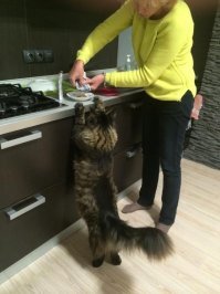 ну тут, точно знаю - нормальная )))Я встал, кот запрыгнул и удалось сделать это фото.

А еще выяснил, кто обжирает холодильник