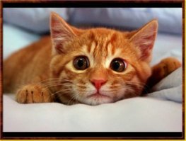 И снова рыжее чудо