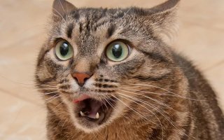 Оружие (Коса из позвоночника)