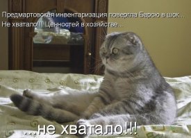 Странная кошачья логика, которую человеку никогда не постичь