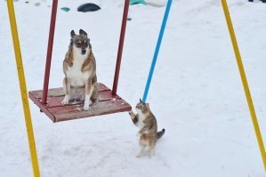 Позитивные зверюги!