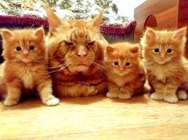 Позитивные зверюги!