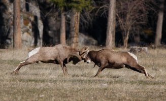 Просто это у них в природе. Инстинкты-с)