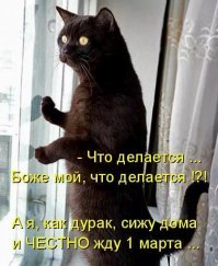 Странная кошачья логика, которую человеку никогда не постичь
