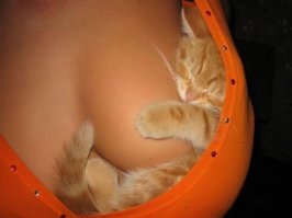 Потики - котики