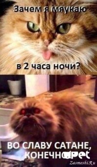 Прикольные и смешные картинки