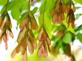 не благодари