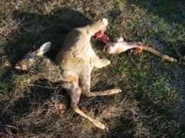 Это фото косули, растерзанной бродячими собаками. Это была молодая и здоровая косуля в хорошей кондиции, не полудохлый задохлик. И это не какая-то огромная стая. Их было всего 4 - самая крупная дворня размером с дохленькую немецкую овчарку, еще два дворика размером с некрупную лайку и мелкий кабыздох величиной с бигля на коротких ножках. За полгода эта ватага убила полтора десятка косуль в нашем лесу.  Если бы их не пристрелили, за год истребили бы всю местную популяцию. Бродячих собак быть не должно. Ни в городе, ни в лесу. И мне абсолютно неинтересно, кастрированы они, чипированы или нет.