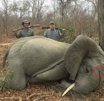 Джайнс уже не хвастается охотничьими подвигами, а, напротив, утверждает, что убил слонов при самообороне.
Ага, ага... При самообороне обычно стреляют куда угодно, но не в голову.